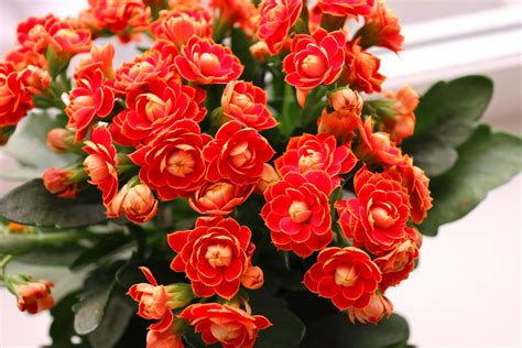 chloe plant|kalanchoe plant care guide.